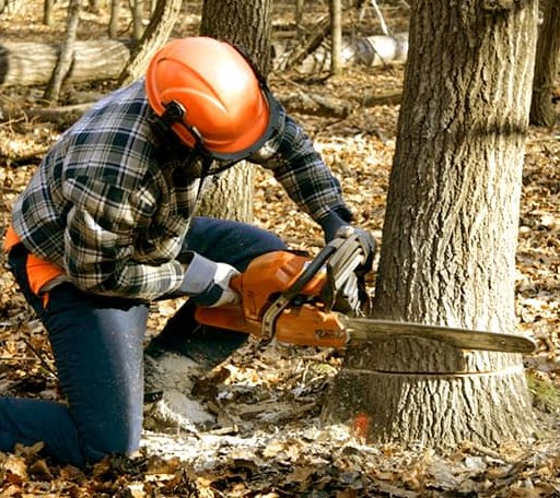 Tree Removal in Sargentville, ME